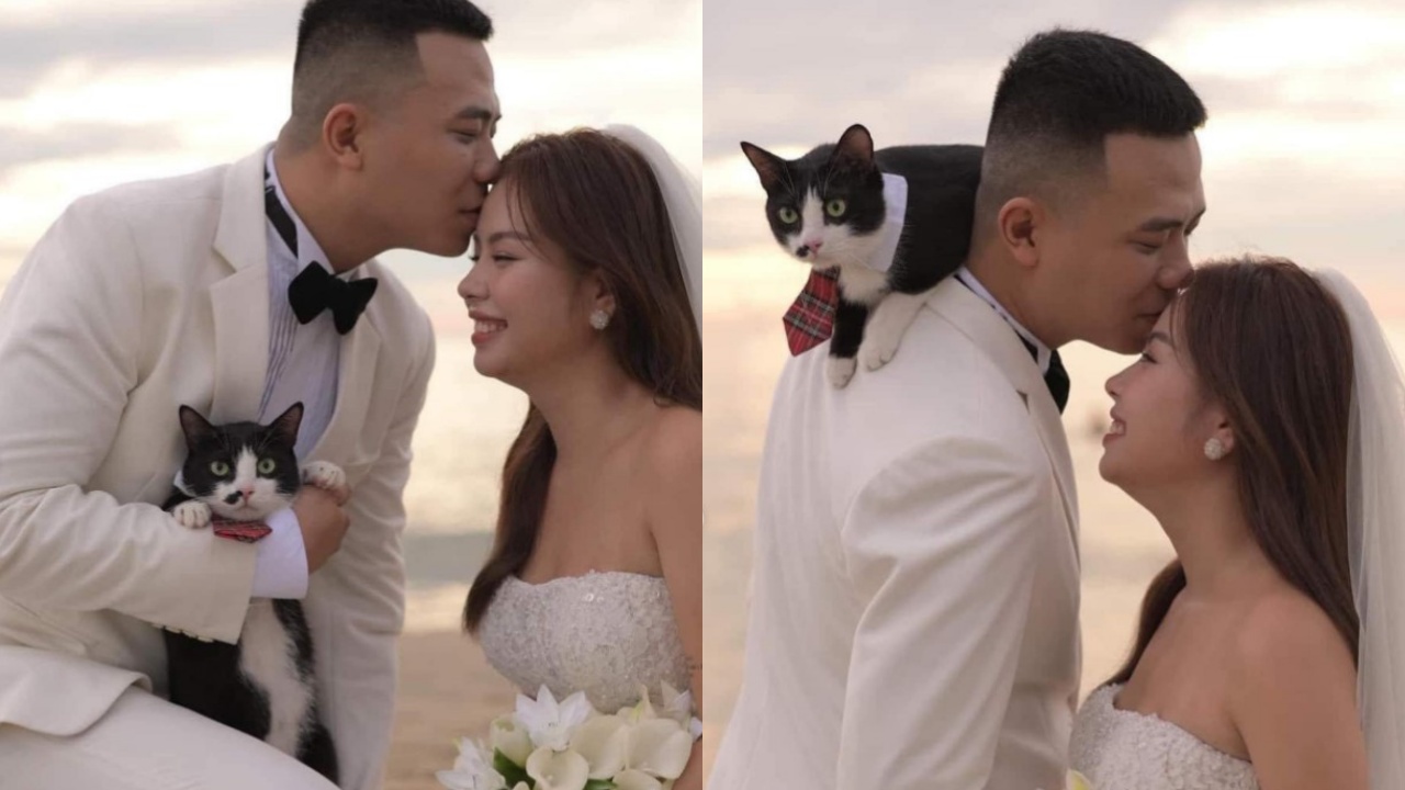 gatto presente al matrimonio
