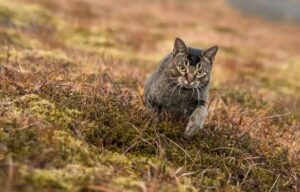 Lui è Pal, il gatto acchiappatopi che è stato ufficialmente assunto da un hotel