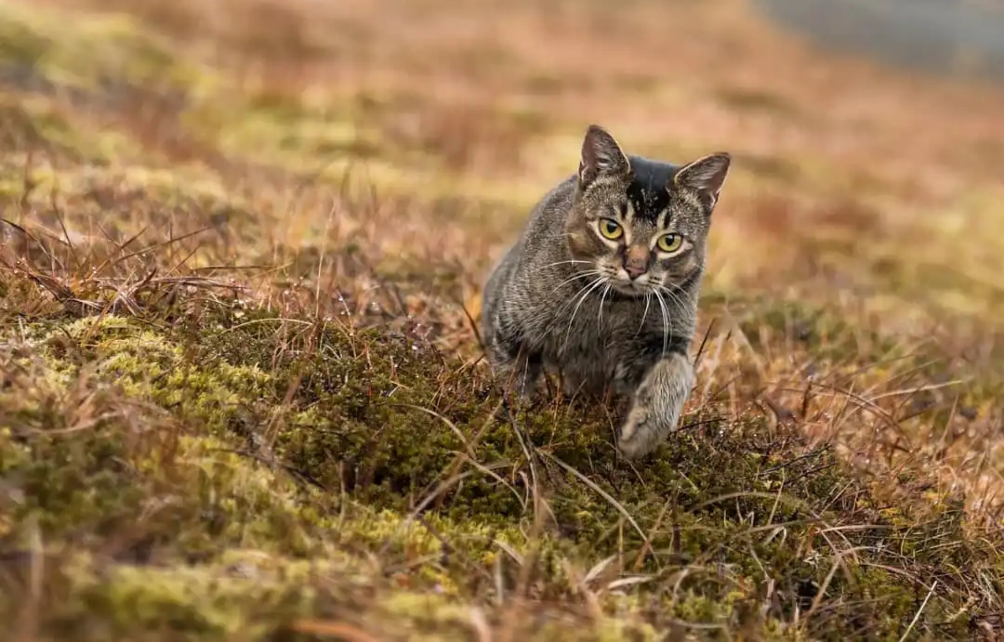 gatto acchiappatopi