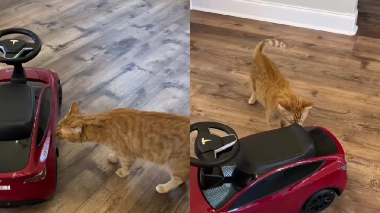 uomo regala mini Tesla al gatto