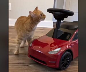 L’uomo compra una mini Tesla al suo gatto e tutti coloro che lo osservano non riescono a trattenersi