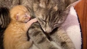 Mamma gatta ha fatto di tutto per tenere il suo amato gattino al riparo dalla pioggia