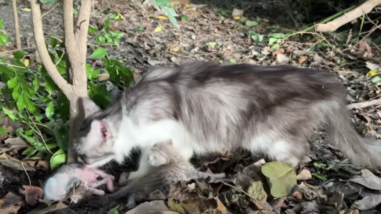 Mamma gatta con il suo cucciolo