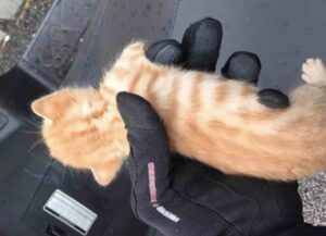 Mentre tutti gli altri sfrecciavano via, questo motociclista ha deciso di fermarsi per salvare il gattino arancione