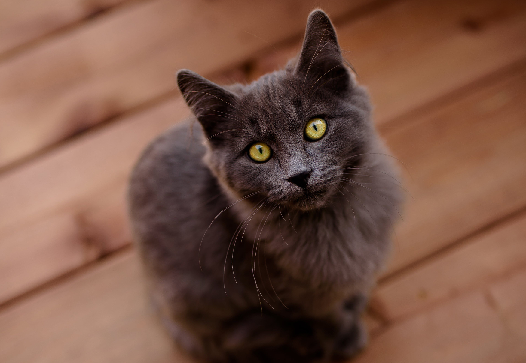 gatto grigio su parquet