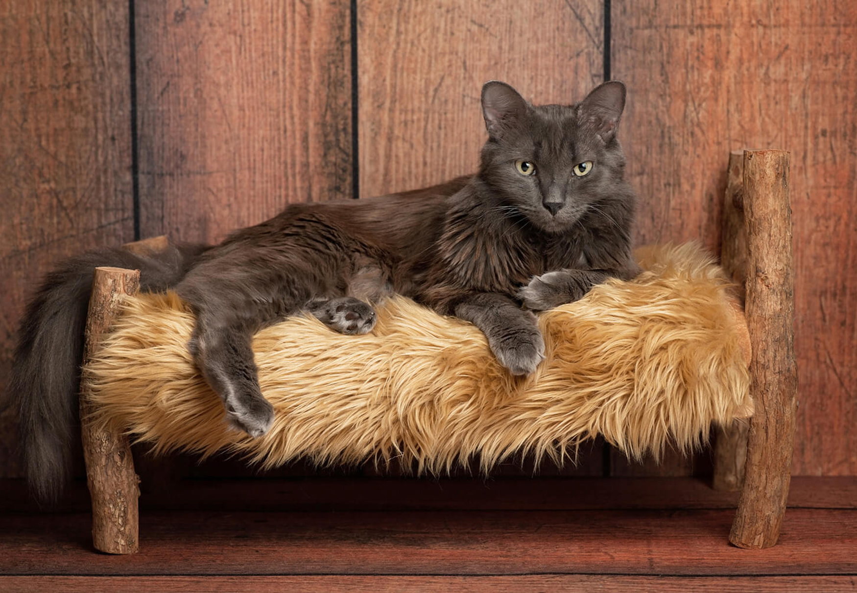 gatto su cuscino peloso