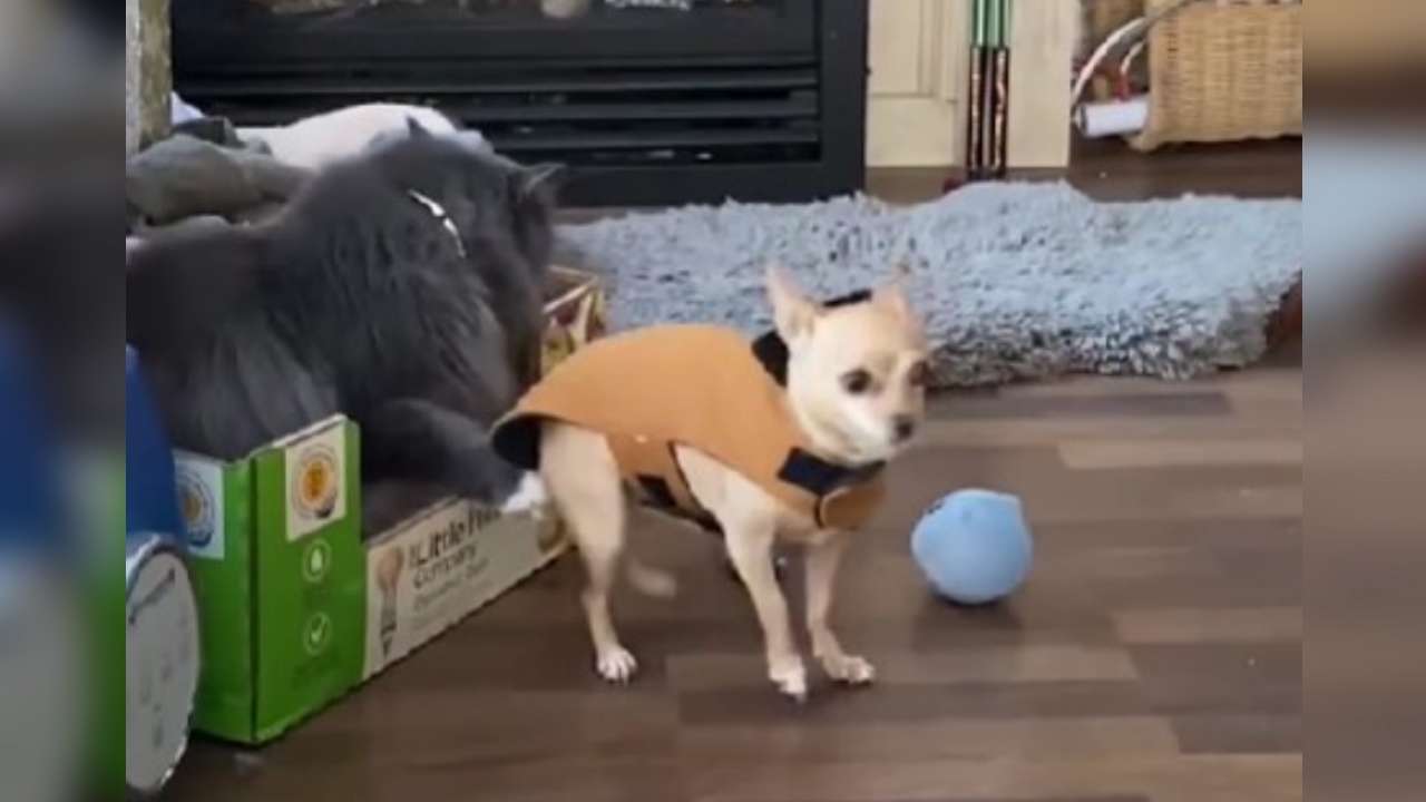 gatto e cane