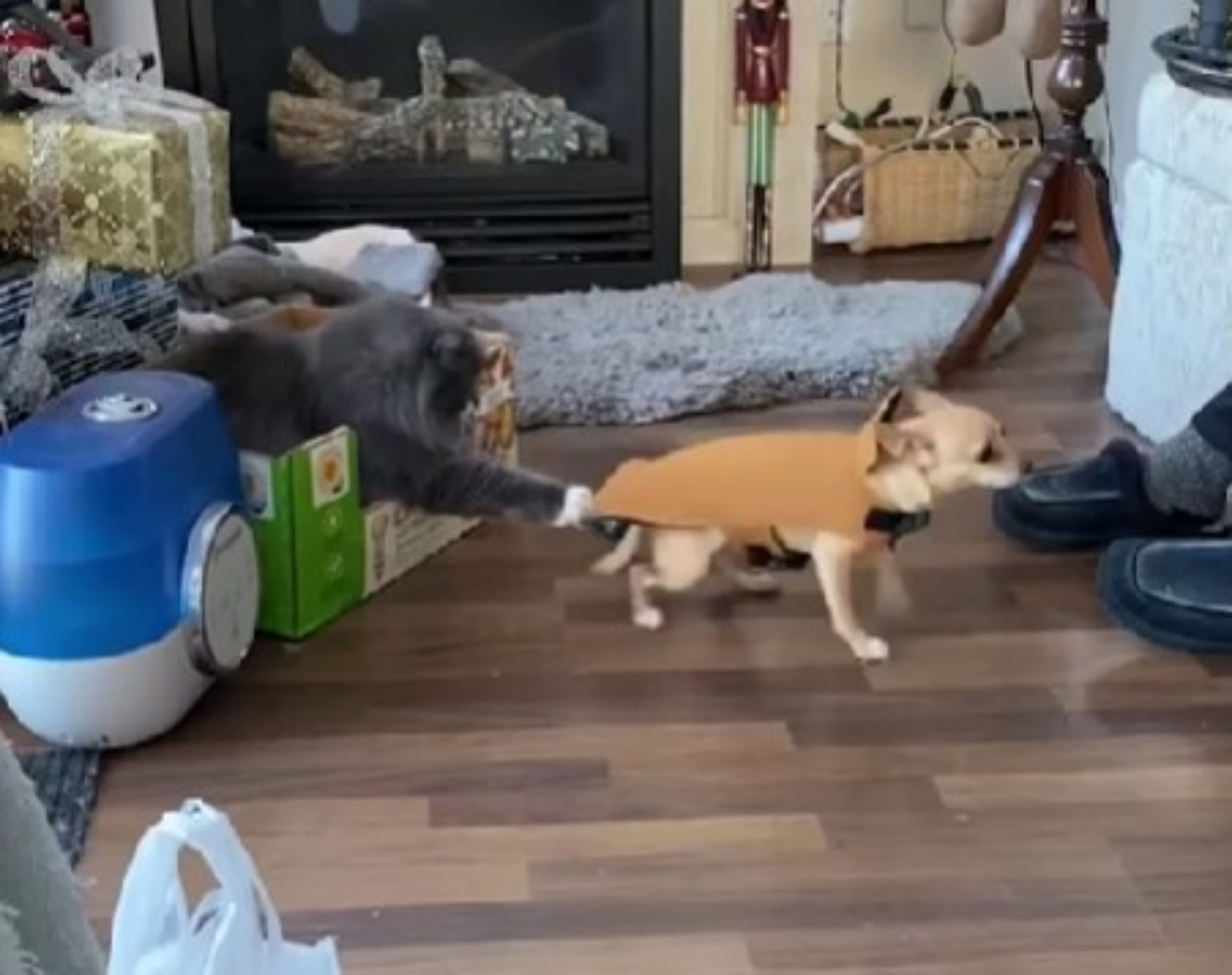 cane e gatto
