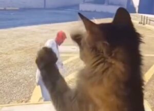 Non capisce che è un videogioco, questo gatto fa di tutto per “picchiare” il personaggio che vede di fronte a lui