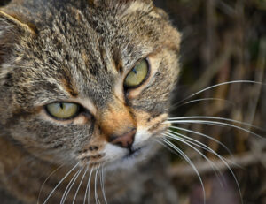 Novità: adesso è la scienza a stabilire quali sono le razze di gatti più aggressive