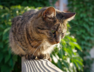 Ora la scienza ci ha spiegato ufficialmente come i gatti fanno le fusa