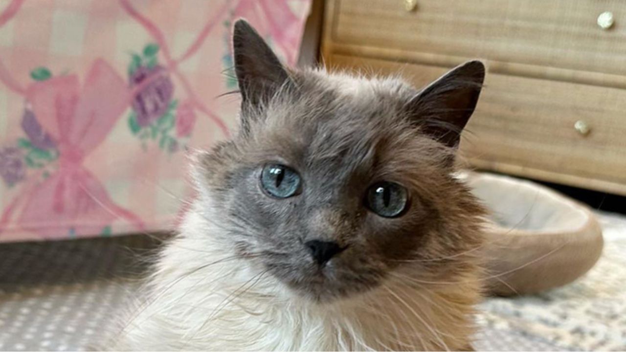 gatta con occhi blu