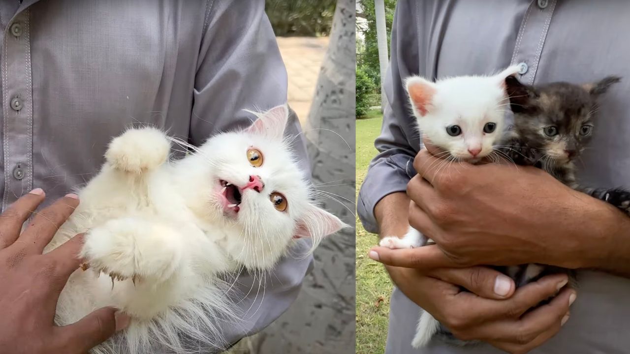 Mamma gatta e cuccioli