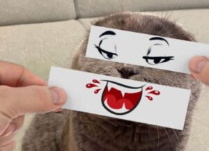 Queste “flashcards” sui sentimenti felini aiutano a capire gli stati d’animo dei mici senza sforzi