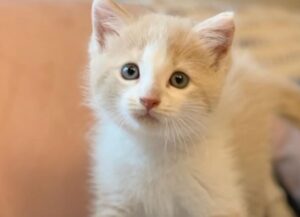 Questo adorabile gattino ha preso il vizio di infilarsi ovunque, il suo padrone ha deciso di farlo smettere