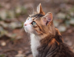 Se siete curiosi di sapere come ci vede il vostro gatto, forse dovreste sapere cosa dice l’esperto