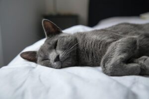 Sì, il gatto sceglie la persona con cui dormire in modo non casuale: è proprio così che prende la sua scelta