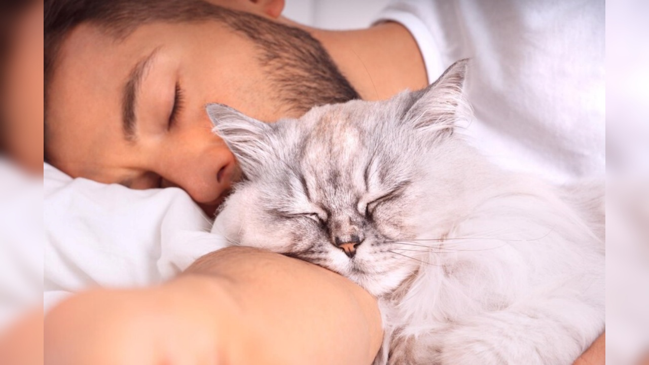 gatto sceglie umano per dormire