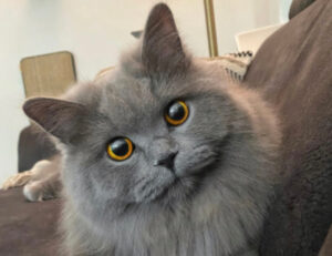 Sì, queste 5 foto vi dimostreranno quanto belli e intensi siano gli occhi dei gatti