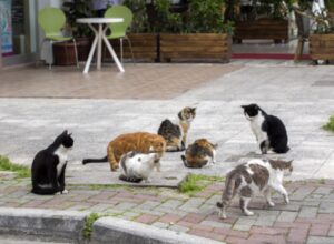 Sì, si può fare: in questo modo puoi donare cibo a distanza ai gatti in difficoltà solo con un click