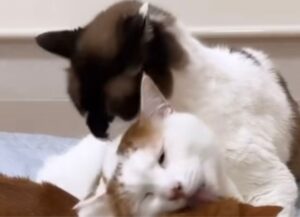 Un grande momento di dolcezza felino, tre gatti si coccolano a vicenda