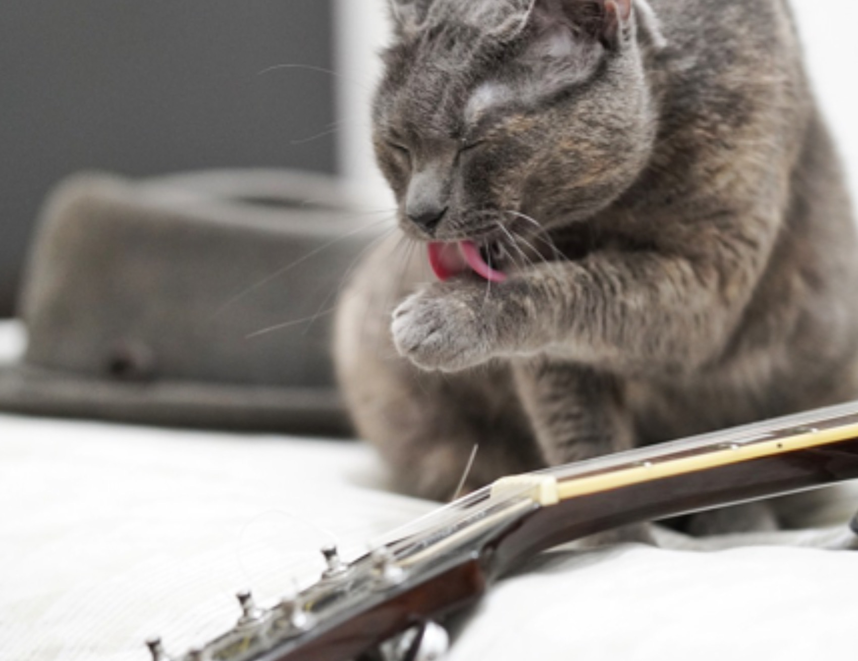 Un nuovo studio dimostra che la musica per gatti aiuta i felini a rilassarsi dal veterinario  --- (Fonte immagine: https://www.ilmiogattoeleggenda.it/wp-content/uploads/2023/10/Un-nuovo-studio-dimostra-che-la-musica-per-gatti-aiuta-i-felini-a-rilassarsi.jpeg)