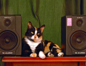 Un nuovo studio dimostra che la musica per gatti aiuta i felini a rilassarsi dal veterinario