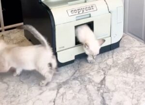Un padrone prende il proprio gattino e lo mette all’interno della stampante come se fosse un foglio ￼
