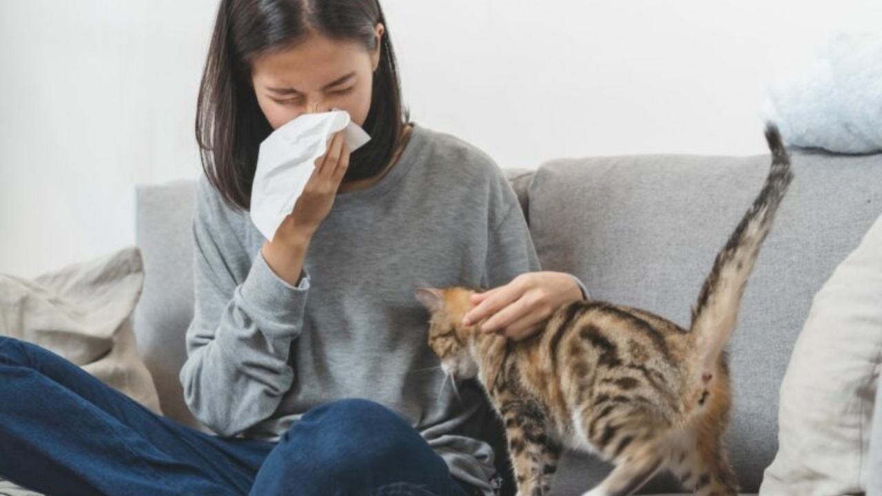 alleviare sintomi allergia ai gatti