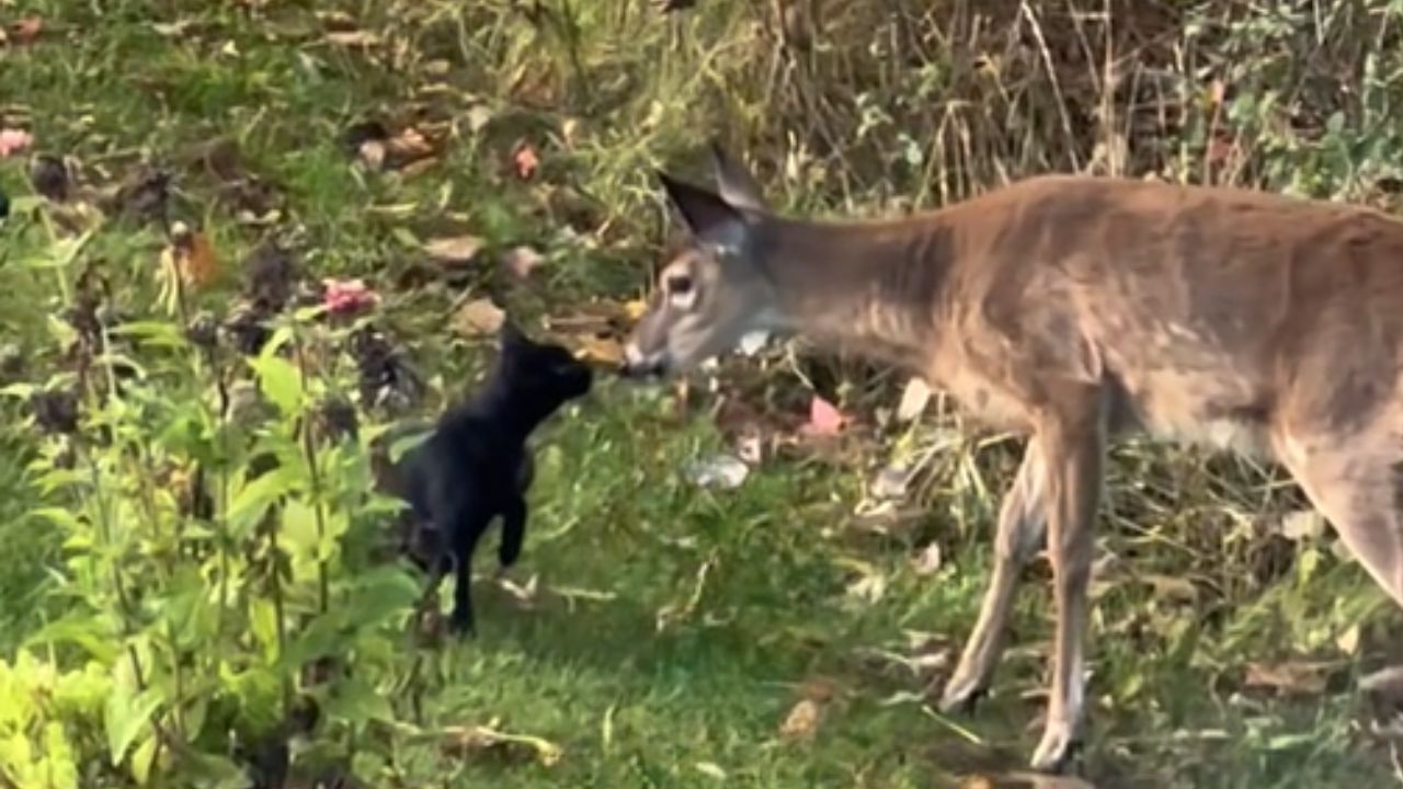 animali su un tappeto di foglie