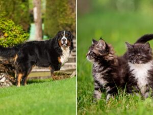 Questi gattini che inseguono un enorme cagnolone sono diventati l’ossessione di moltissime persone sul web