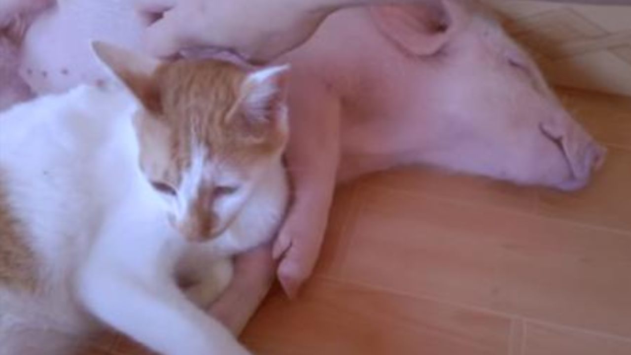 gatto bianco e arancione