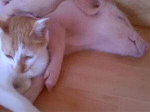 Il maialino dopo essere miracolosamente scampato ad un triste destino stringe amicizia con un gatto