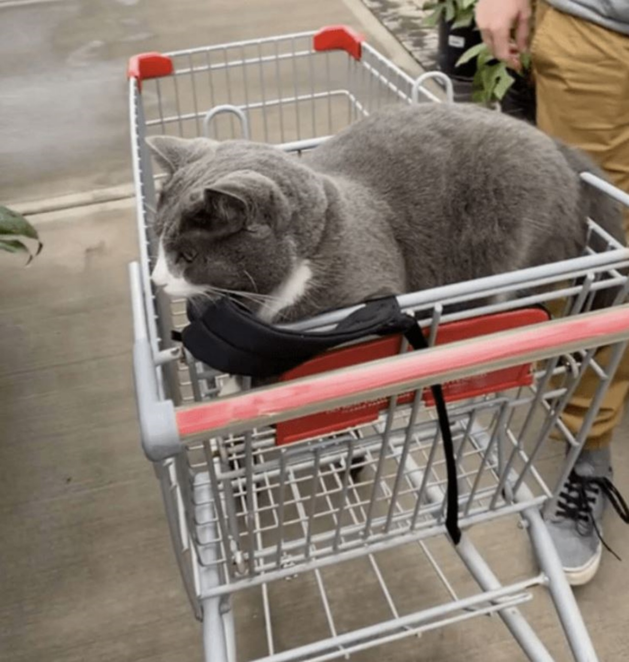 un gatto grigio su un carrello