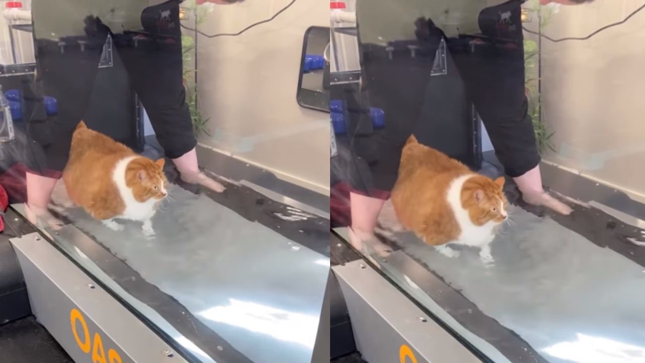 gatto sul tapis roulant