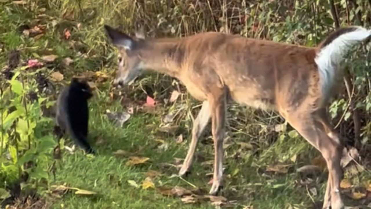 cerbiatto che si avvicina ad un gatto nero