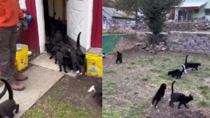 Un’evasione felina: l’incredibile storia del “Signore dei gatti neri”