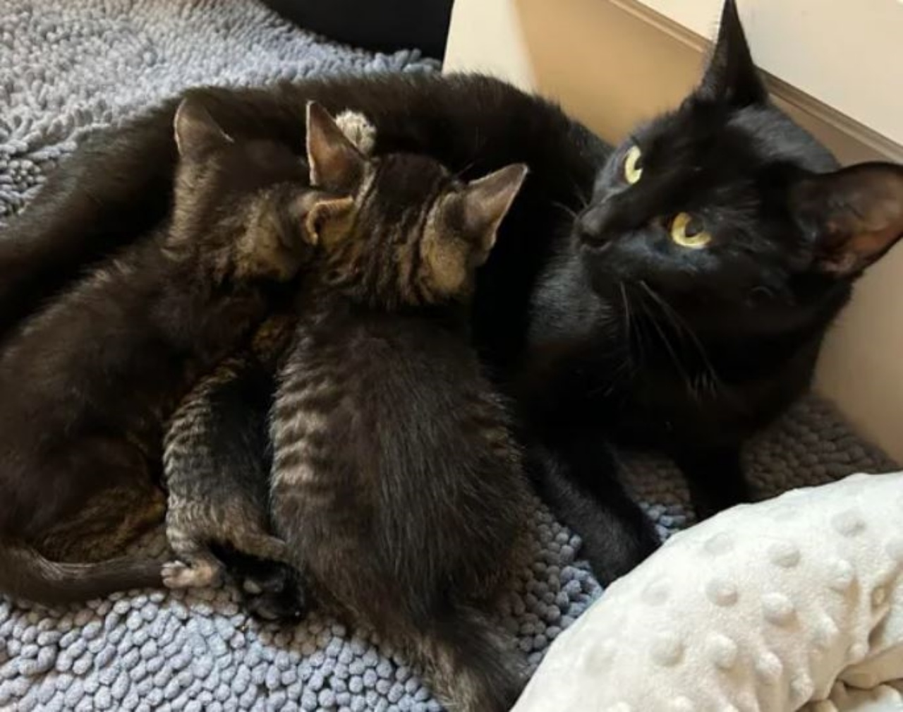 tre gattini con la loro mamma adottiva 