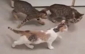 Tre gattini con ipoplasia cerbellare abbandonati a loro stessi, ora hanno una nuova casa