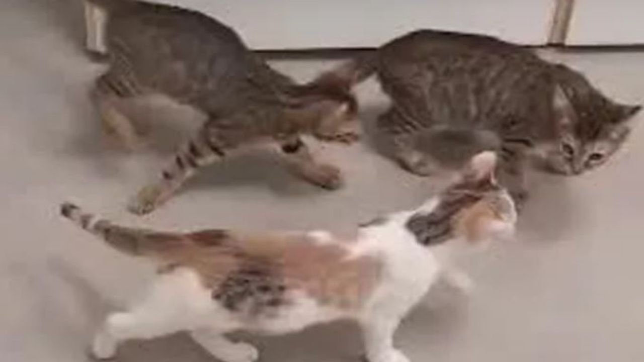tre gattini che giocano