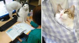 Questa azienda ha deciso di cominciare a pagare i suoi impiegati in base ai gatti che hanno salvato