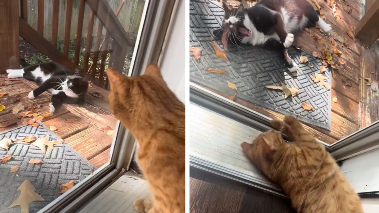 gatto arancione con gatto bianco e nero