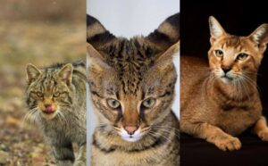 Forse non ci crederai ma queste sono i gatti meno adottabili che tu possa immaginare (VIDEO)