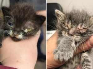 Hanno entrambi perso un occhio dopo un tornado e adesso questi gattini cercano casa insieme