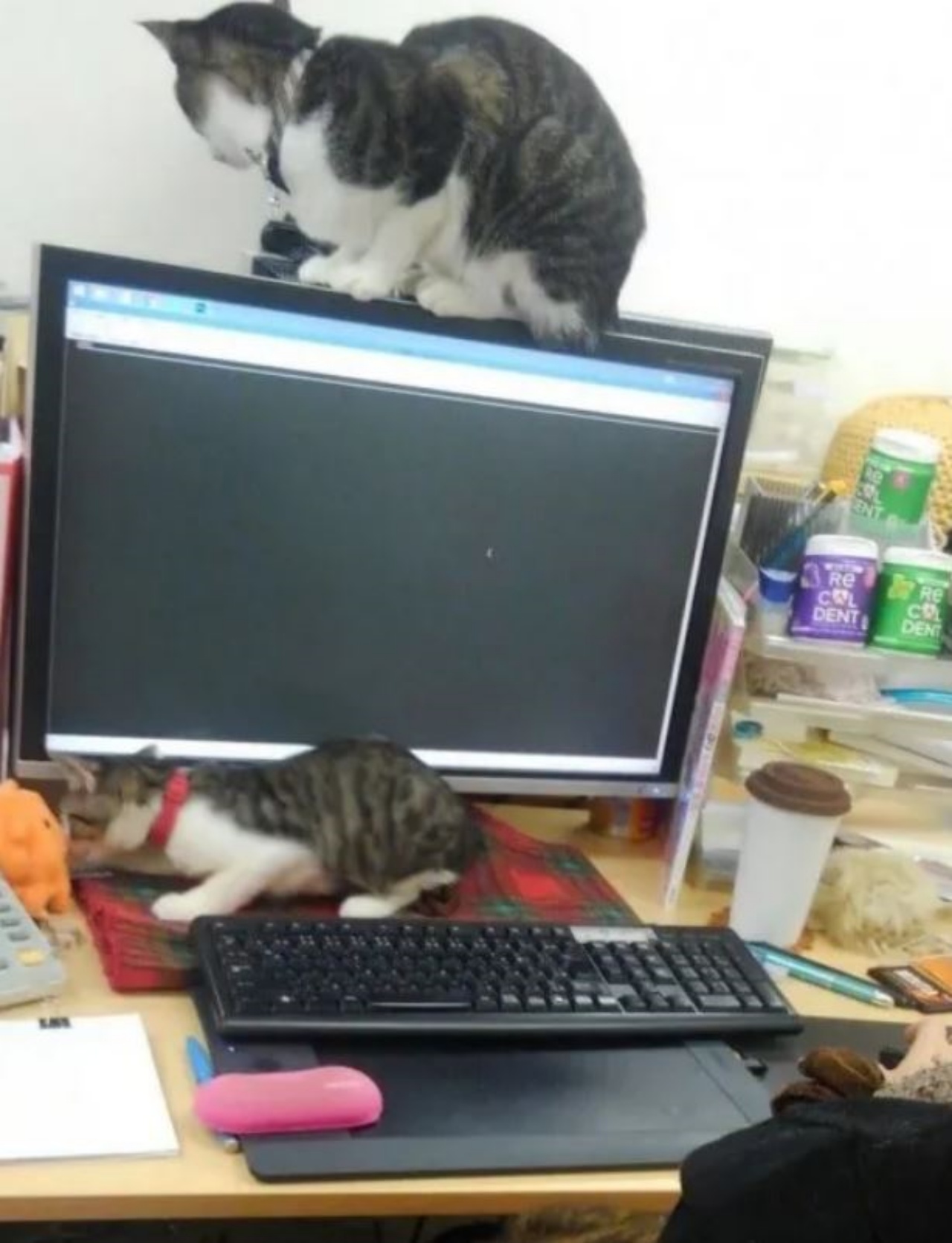 dei gatti in un'azienda