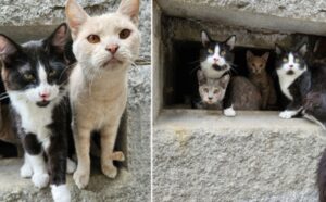 I gattini abbandonati vivono in un cimitero “incantato” e la loro sembra una storia vera di Halloween