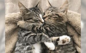 Gattini inseparabili: trovano il modo di farsi adottare in coppia