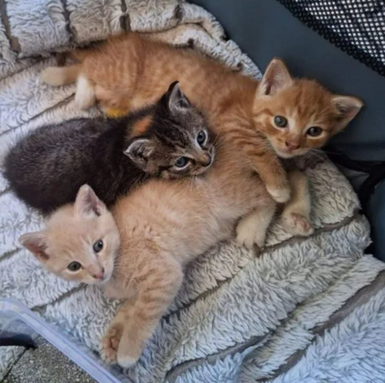 dei gattini nel letto