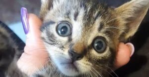 Una donna tenta di salvare una cucciolata di gattini abbandonata in autostrada: uno solo sopravvive