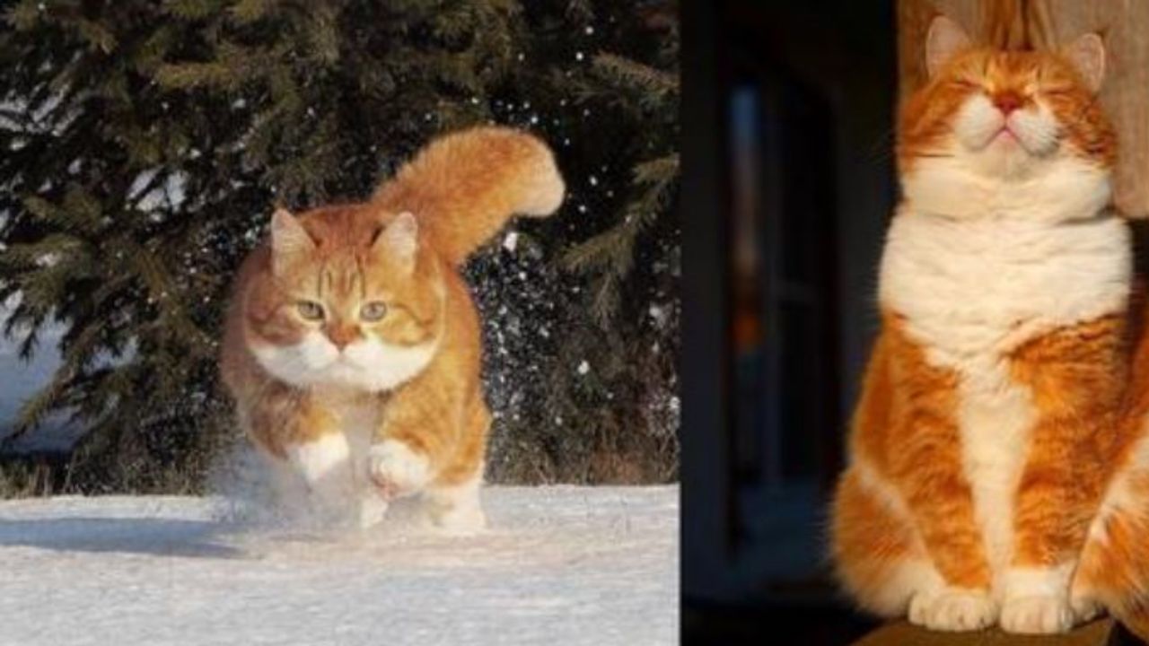 un gatto di nome Ginger